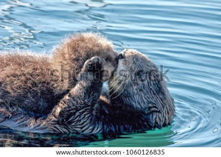 Mother sea otter with her recently born pup.