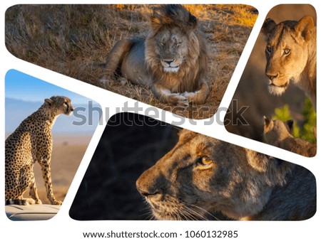 African predatory animals. Collage of lions. Photo safari in Africa. African lion.
