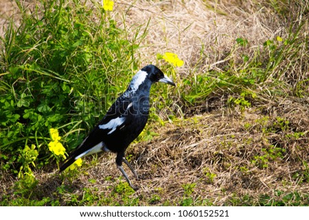Intelligent black and white Australian magpie (Cracticus tibicen) member of  Corvidae family standing in the grass  in early winter is looking for food such as big juicy grubs to eat.