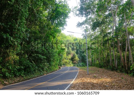 The road was built in a large forest with large trees on both sides