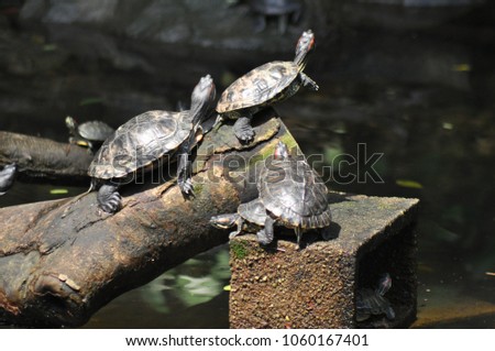 The turtles united