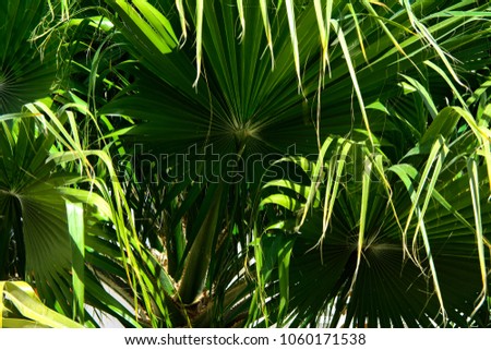 Green leaves of a palm tree spiral with a white middle in the center. Close-up of fragments. In the category of creative abstract background of exotic summer relaxation, the screen saver, wallpaper