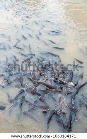 fish in the river (Pangasianodon hypophthalmus)