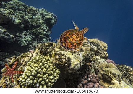 Green sea Turtle Chelonia and Coral reef, Red Sea, Egypt