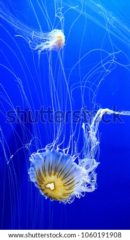 Jellyfish Swimming Around