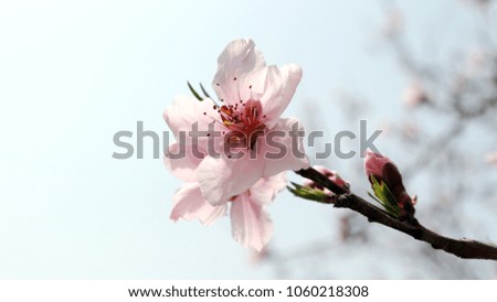 Close-up image of a pink peach blossom on the bright sky background.