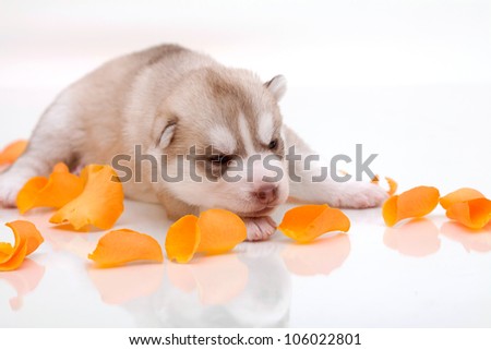 newborn siberian husky puppy
