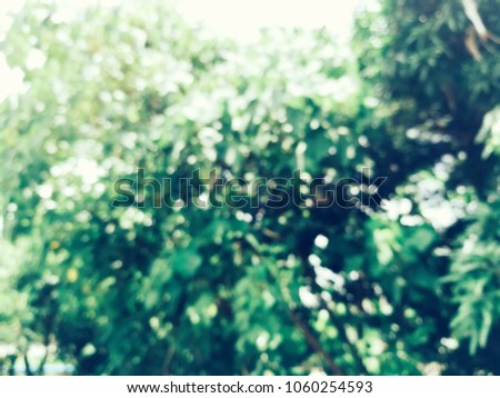 Trees bokeh abstract background.Green nature background
