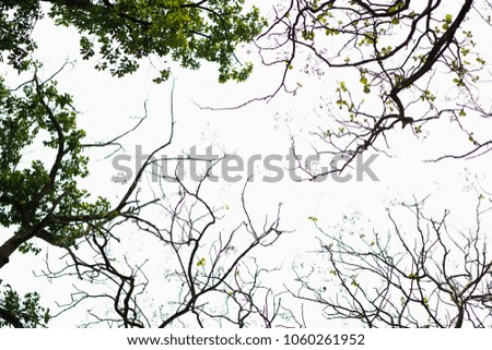 A dead trunk and fall leaf in summer, background white sky and bright cloud for texture.