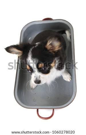 chihuahua in the pan isolated on the white background