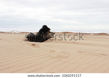 Black burned log on sand near coldspring baltic sea. Beautiful nature landscape, blue sky full of clouds. Wilderness