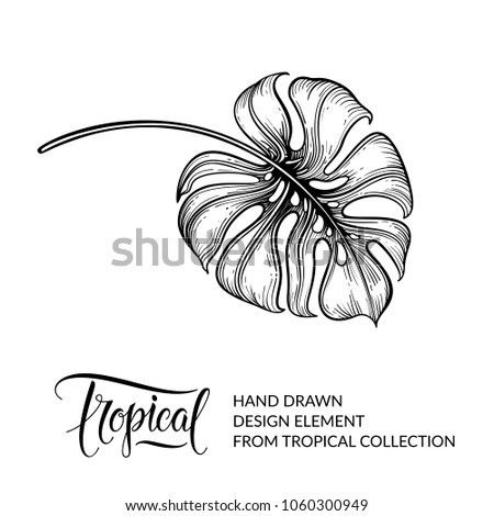 Monstera. Philodendron. Palm tree and tropical leaf isolated. Exotic floral design element, foliage. Summer graphic. Jungle nature. Raster version of illustration.