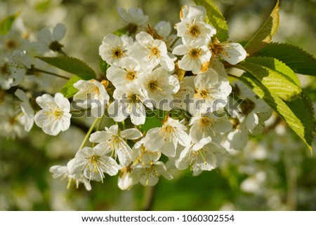 Flowering tree - Spring in city park - natural background, texture
