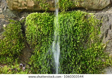 moss with waterfall