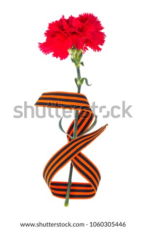 Red carnation with St. George's ribbon is the symbol of Victory Day. Studio Photo