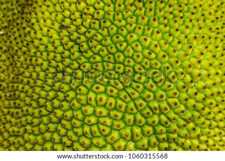 The jackfruit (Artocarpus heterophyllus), also known as jack tree, fenne, jakfruit, Jackfruit texture for background