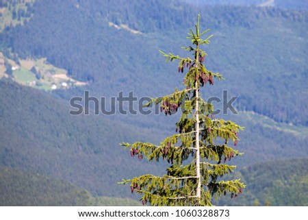 Silhouette of a Christmas tree at sunrise against the background of the Carpathian mountains in the summer. Dragobrat, Ukraine