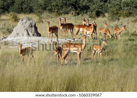 The impala (Aepyceros melampus) . Herd of antelope close to the termite.