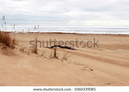Pure sand on sea cost with some natural elements: dry seasonal grass, wooden log. Seashore. Beautiful baltic landscapes. Amazin natural view