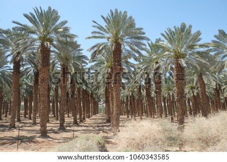 Jerusalem palm grove. Natural background.
