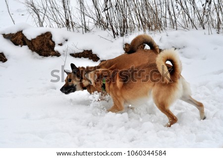two dogs actively play on the snow bite each other, they grind their teeth