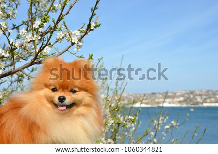 Beautiful dog on the background of a flowering tree, Pomeranian