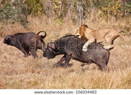 Male lion attack huge buffalo bull while riding on his back Royalty-Free Stock Photo #106034483