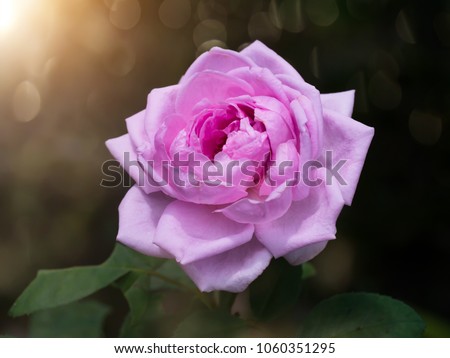 Close up of pink Damask rose petals for rose tea with soft light. (Rosa damascena Mill)