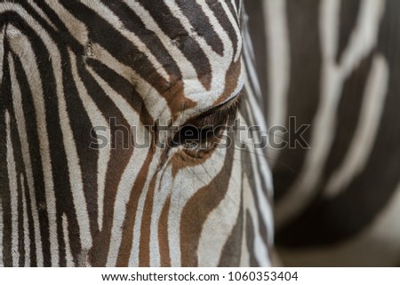 Zebras (Equus grevyi)