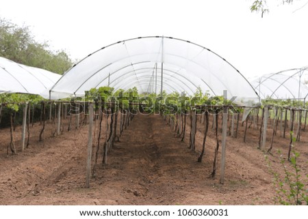 The vineyard is preparing to take effect next season.