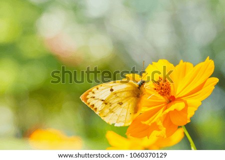 Beautiful butterfly on orange flower Background blur.