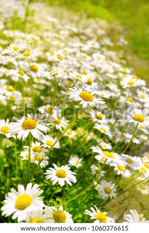beautiful chamomile flowers on summer meadow, abstract natural background. symbol of love, romance, purity nature. summer season. template for design
