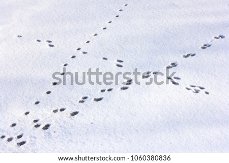 Animal footprints in the snow