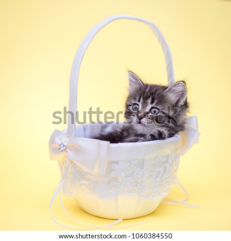 Cute little funny fluffy kitten sitting in a beautiful white basket on yellow background