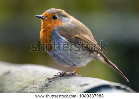 Robin bird standing on a fence