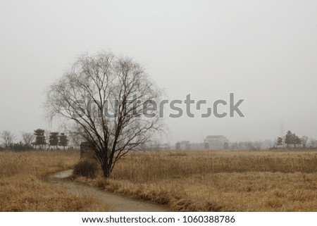 walkway and arbor and tree in mist, reed field, faraway and spacious mood