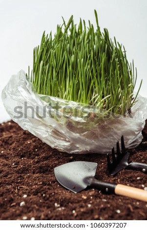 seedling in plastic bag on soil with garden shovel and rake isolated on white, earth day concept