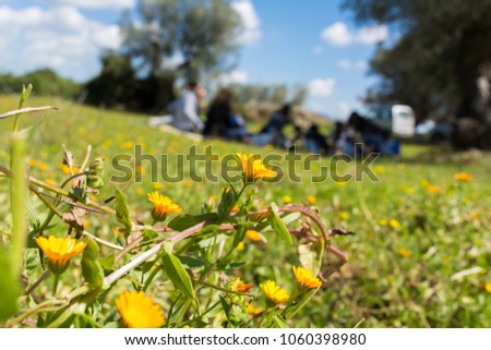 Close Up of Flowered Meadow on Blur Family Pic-Nic Background in a Sunny Day