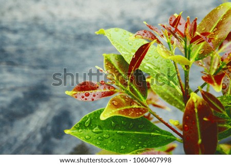 beautiful young leaves with drops of rain water
