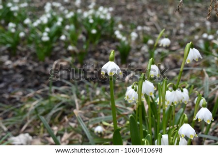 Spring Snowflake Flowers