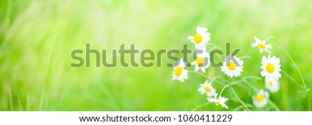 Daisies flowers field wide angle background in Summer Day with selective focus. Beautiful nature scenes with blooming medical chamomilles flowers. Wallpaper or Web Banner With Copy Space
