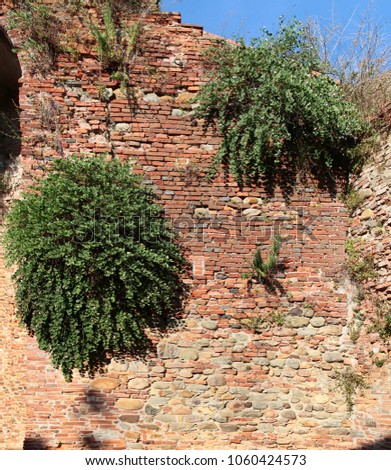 Old brick wall with capers bushes. Volterra. Italy.