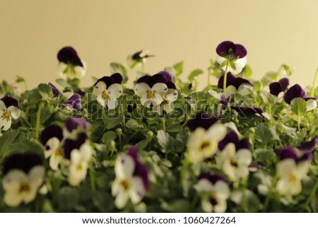 Little beautiful flowers has the viola tricolor