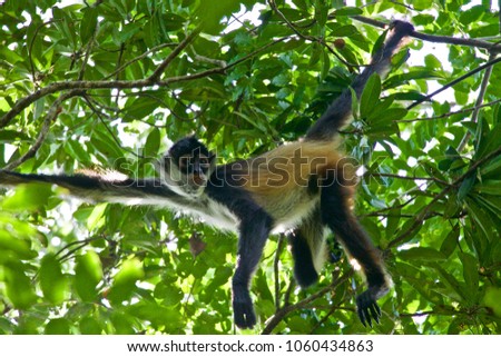 Cute and Curious Spider Monkey Hanging from a Tree in the Jungle Rainforest in Quintana Roo in Mexico's Yucatan Peninsula near Puerto Moreles in the Botanical Gardens Alfredo Barrera Marin Royalty-Free Stock Photo #1060434863