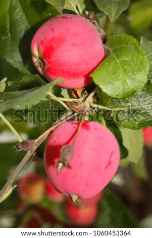 Red apples of Altai