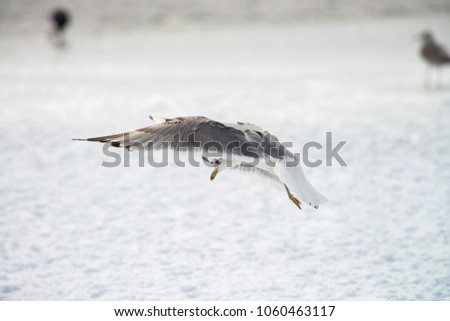 Big larus flying on snow frozen lake