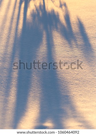 Shadow of a tree in the snow at sunset