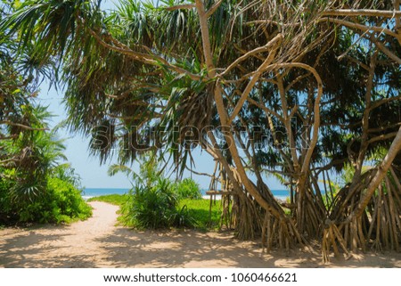 Dense thickets on the beach.