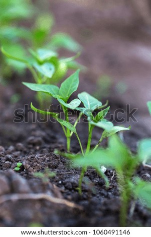 Plantation of micro Greenery pepper in greenhouse