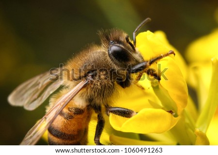 outdoor detailed colorful macro shot of a honey bee standing on flower searching for flowers nectar around its apiary in spring season with a beautiful nature colors for macro or close up photography 